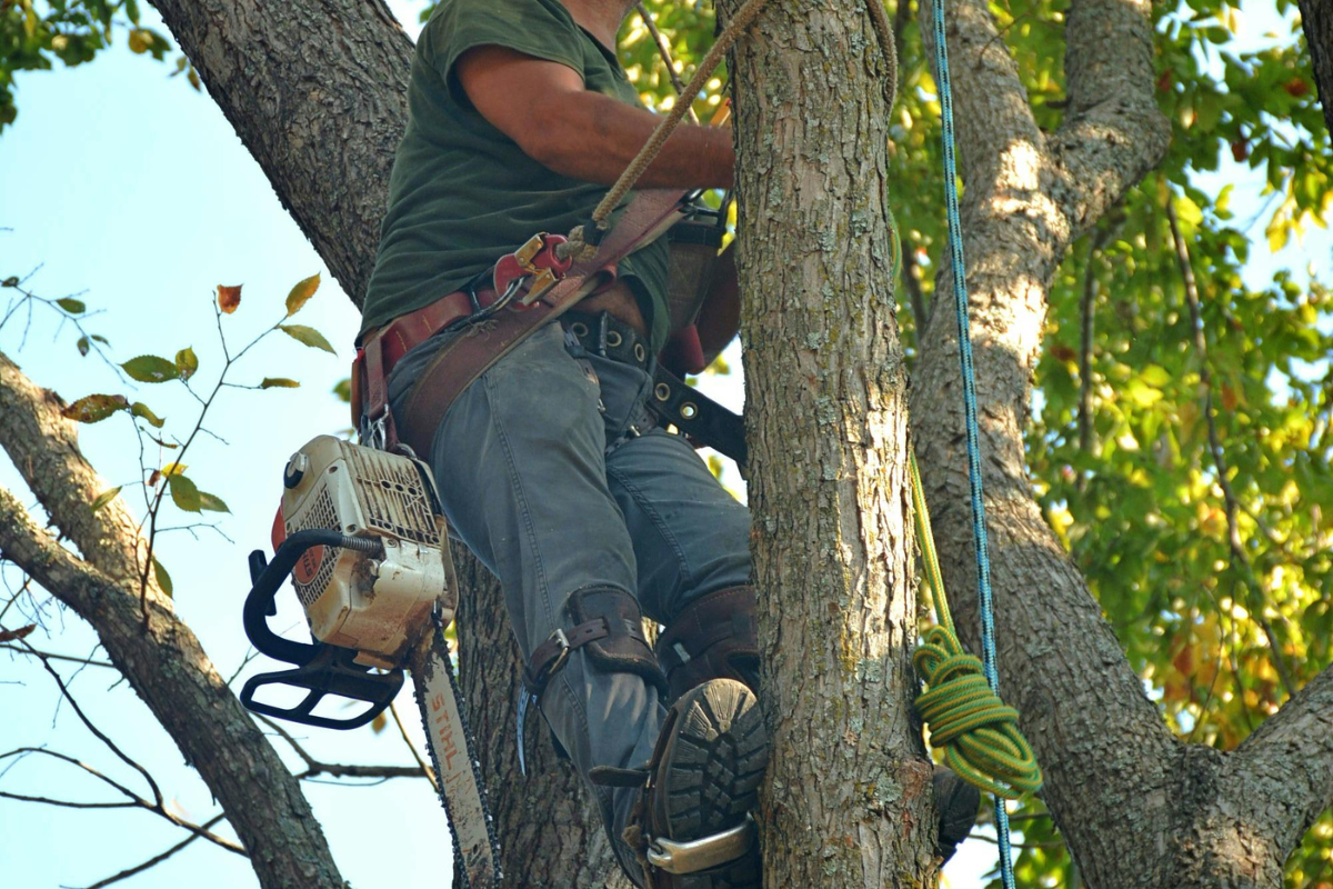 tree-service-pasadena-md-identify-storm-damaged-trees-protect-property